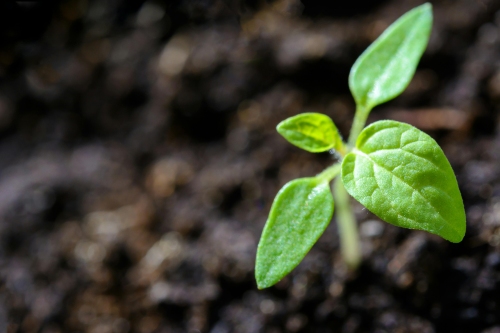 Carbon Footprint
